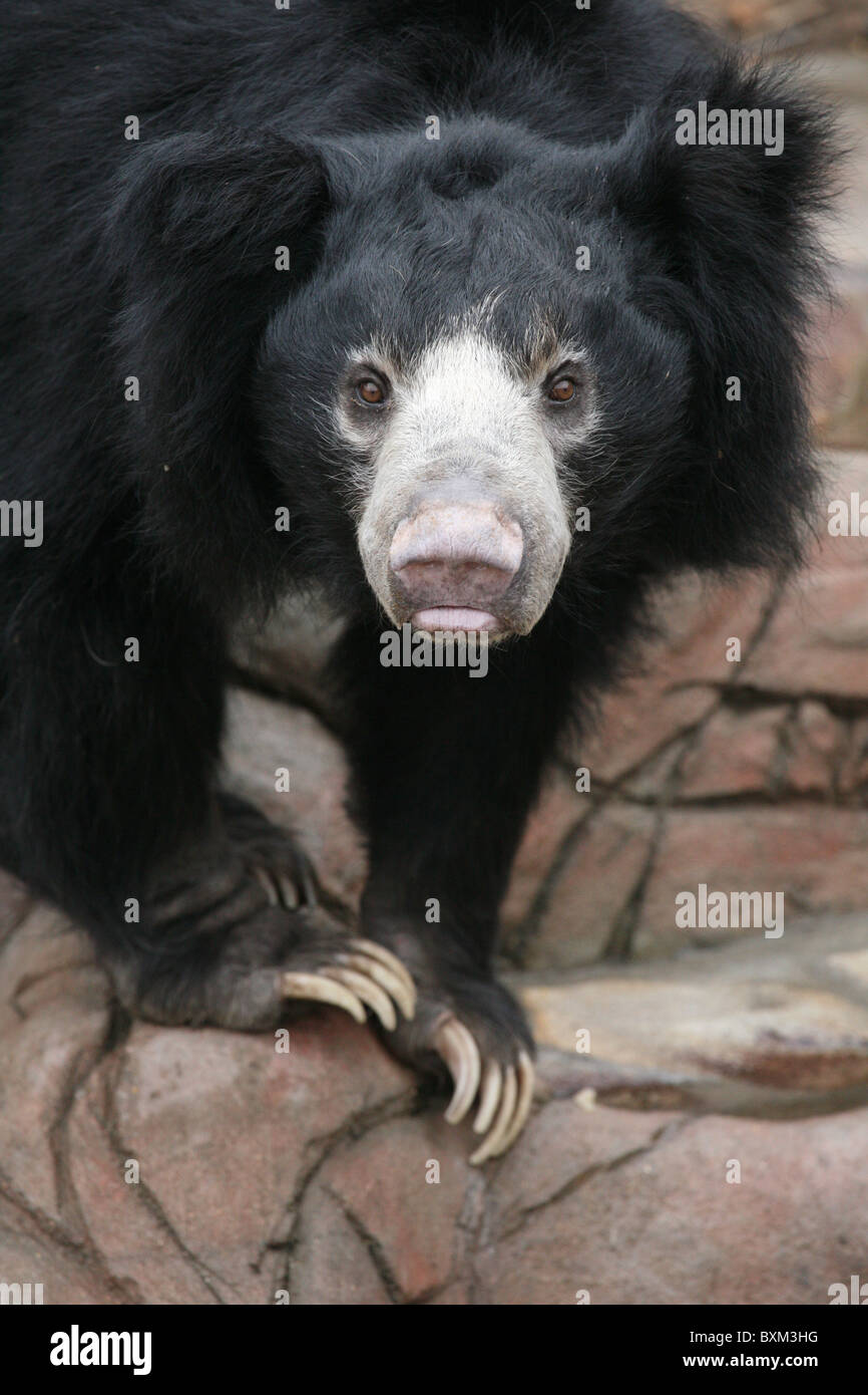 Der indische Faultierbär (Melursus ursinus ursinus), auch bekannt als der gewöhnliche Faultierbär im Moskauer Zoo, Russland. Stockfoto