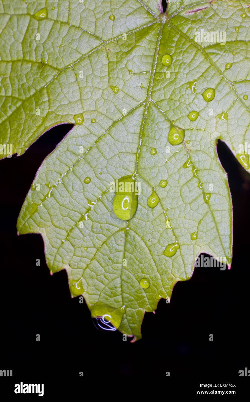 Regentropfen auf dem Blatt einer Traube Pflanze Vitis vinifera Stockfoto