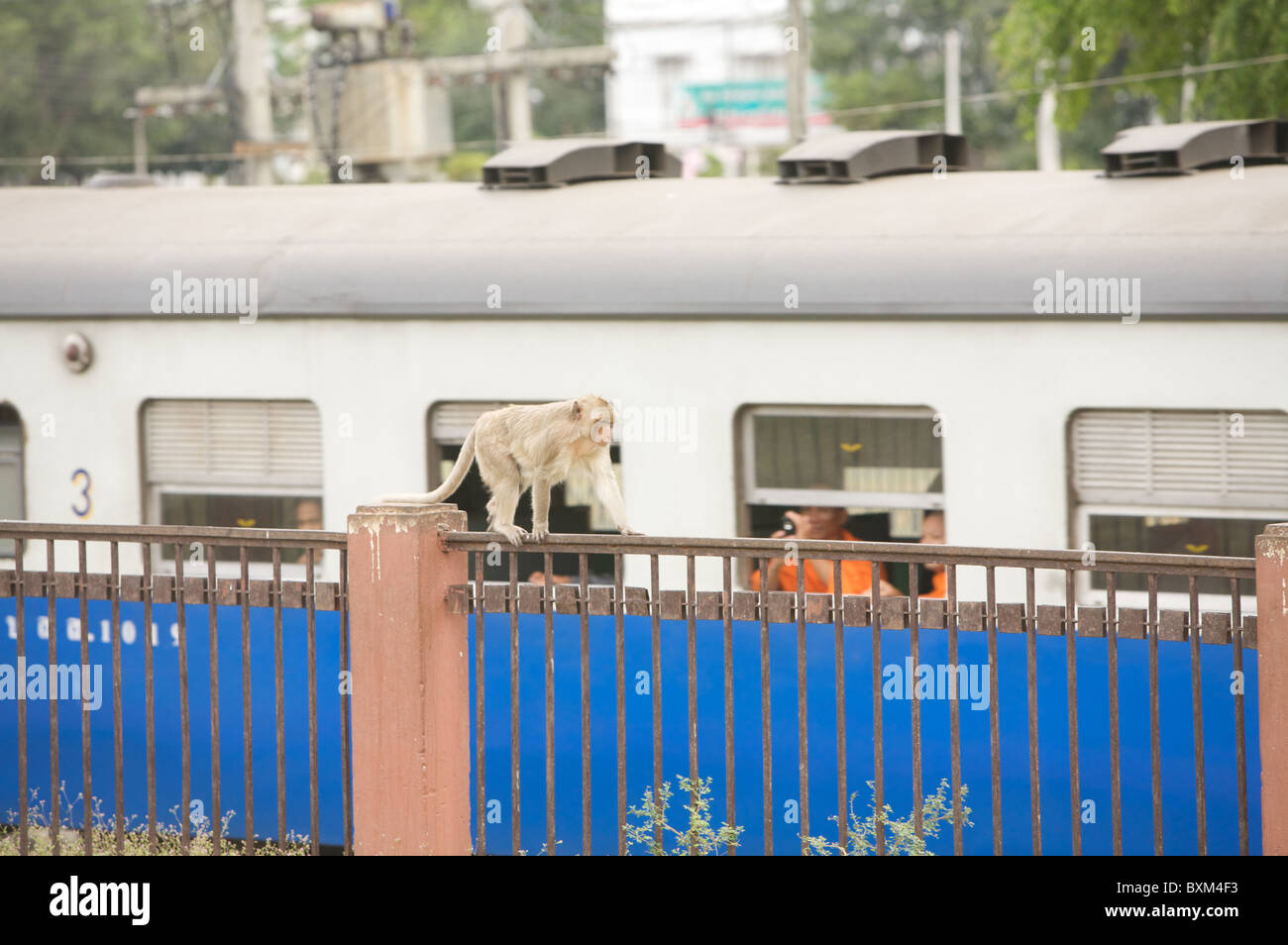 Krabbenfressende Makaken-Affen direkt vor dem antiken Tempel von Phra Prang Sam Yot in Lopburi, Thailnad, beobachten Züge, die vorbeifahren Stockfoto