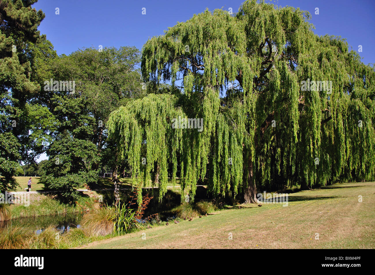 Avon River im Norden Hagley Park, Christchurch, Canterbury, Südinsel, Neuseeland Stockfoto
