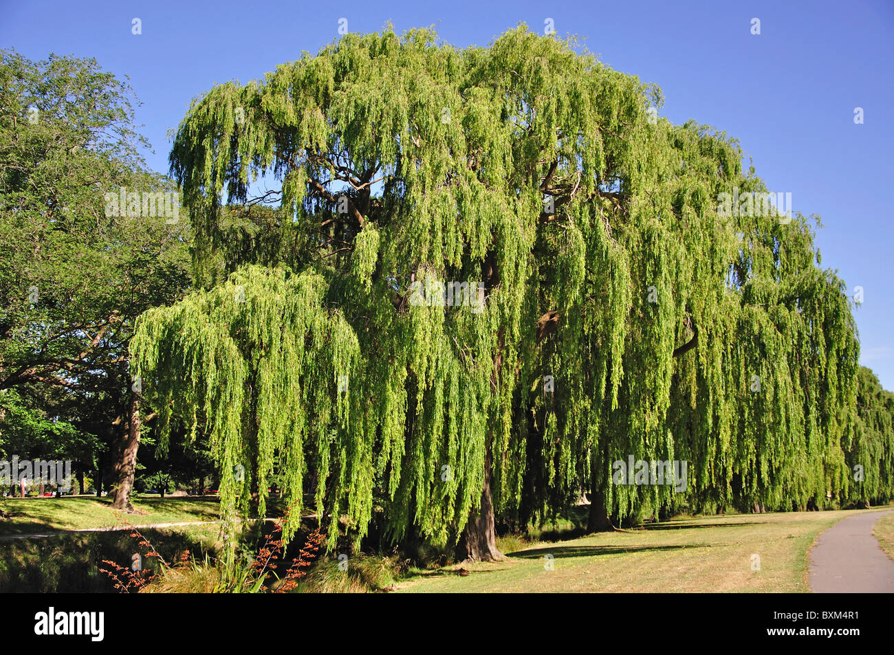 Große Weidenbäume am Ufer des Avon River, North Hagley Park, Park Terrace, Christchurch, Canterbury, South Island, Neuseeland Stockfoto