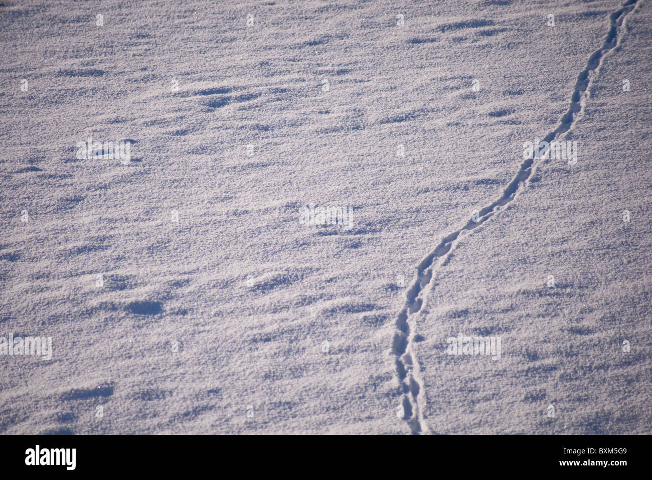 Spuren im Schnee Stockfoto