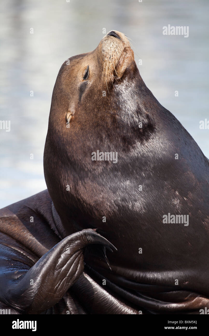 USA; Oregon; Hafen von Charleston; Seelöwe Stockfoto