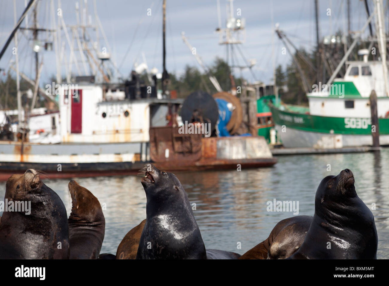 USA; Oregon; Hafen von Charleston; Seelöwen Stockfoto