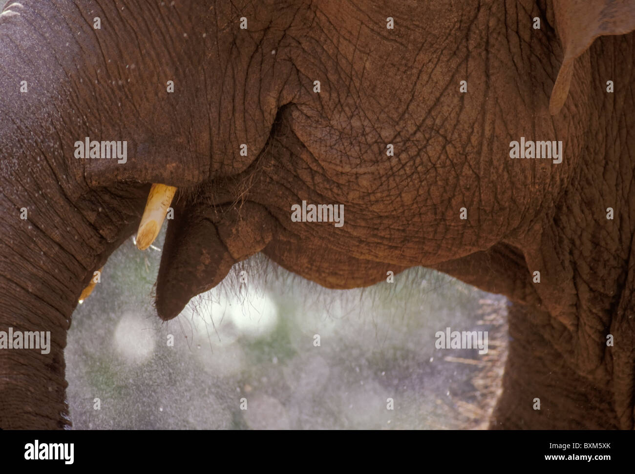 Asiatischer oder indischer Elefant Stockfoto