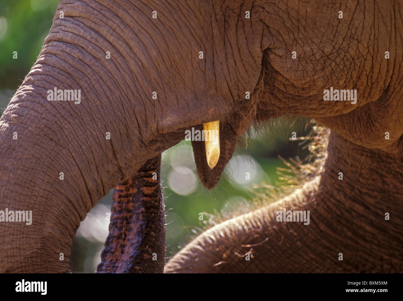 Asiatischer oder indischer Elefant Stockfoto