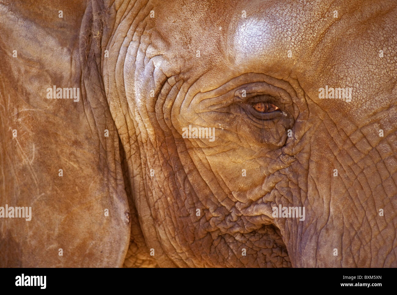 Asiatischer oder indischer Elefant Stockfoto