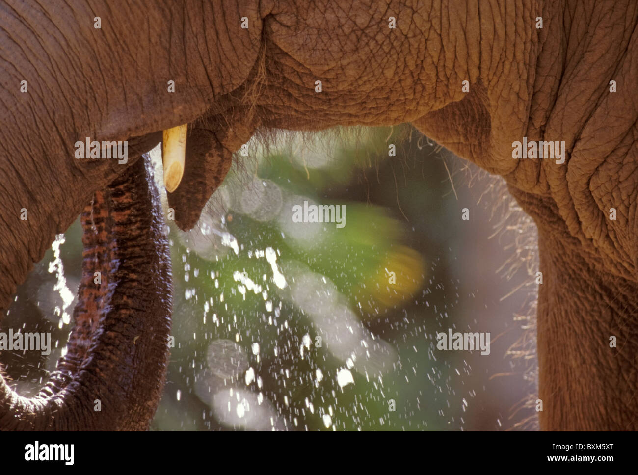 Asiatischer oder indischer Elefant Stockfoto