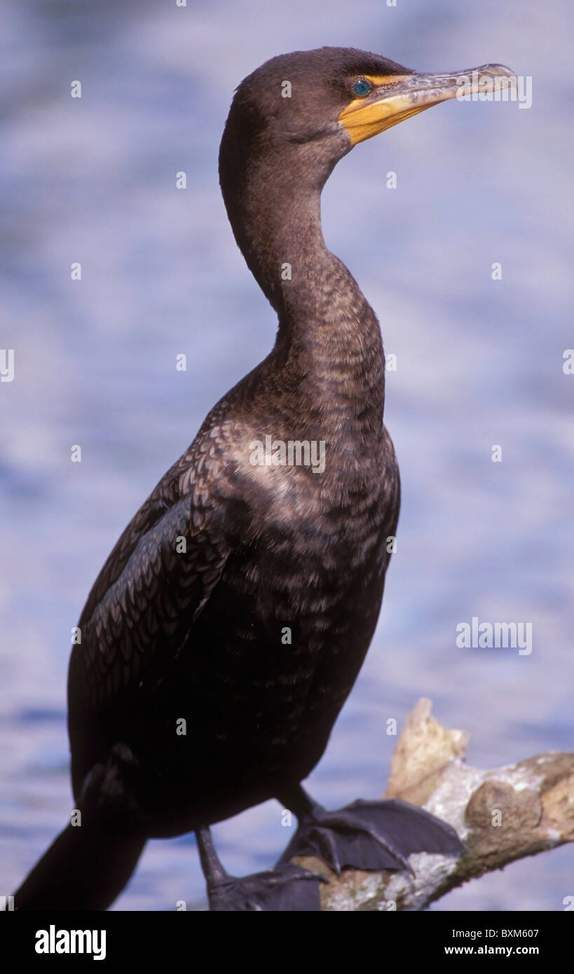 Doppel-crested Kormoran Stockfoto