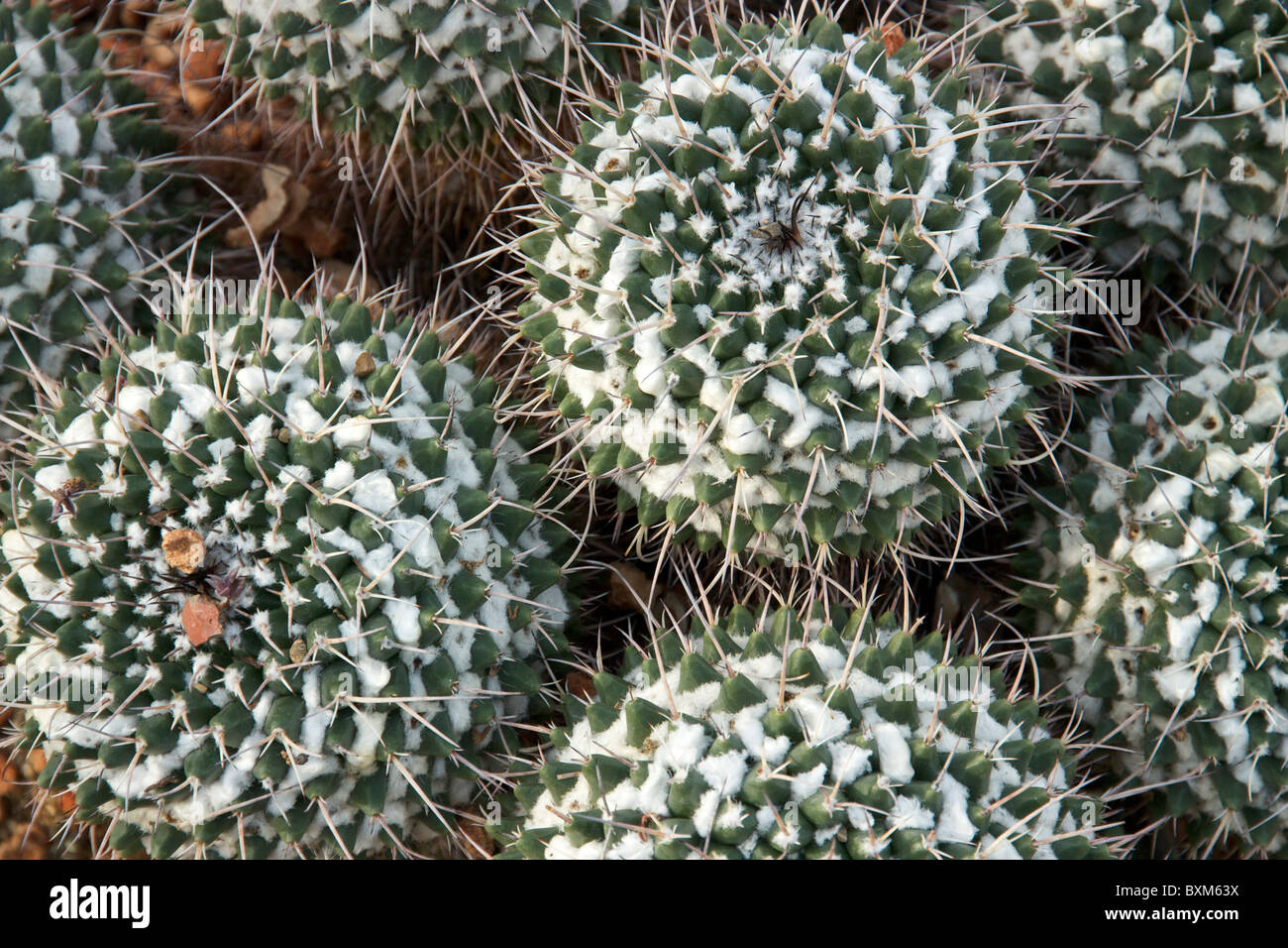 Golden Star Kaktus. Mammalaria Elongata. Wüste Zimmer. Oak Park Conservatory, Illinois. Stockfoto