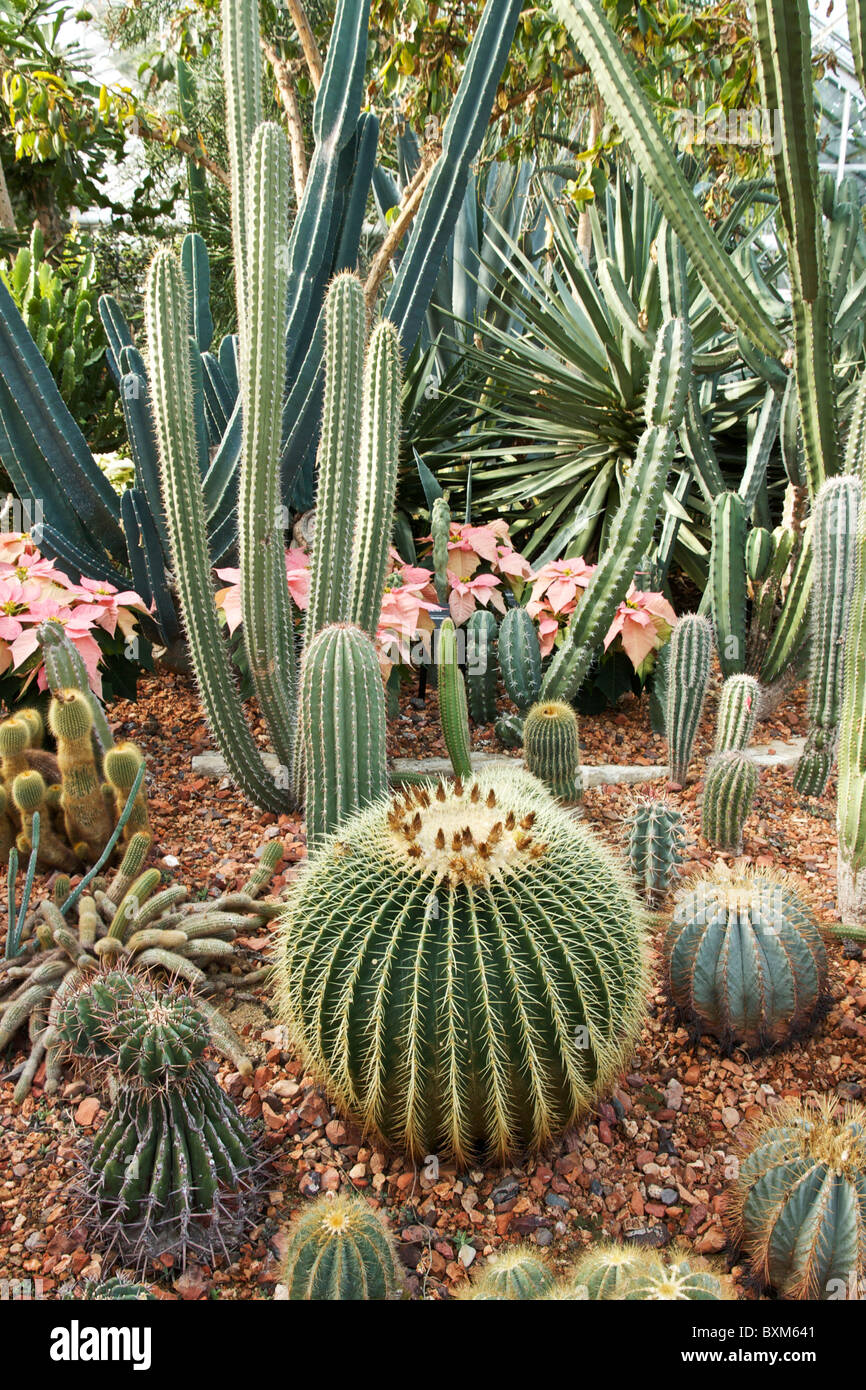 Wüste Zimmer. Oak Park Conservatory, Illinois. Golden Barrel Cactus im Vordergrund. Stockfoto