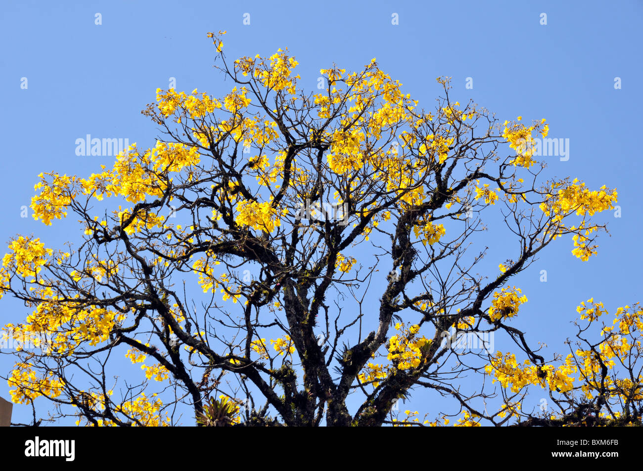 Blütenbaum Trompete oder gelbe Ipe, Tabebuia Chrysotricha Brasiliens symbolische Baum, Gramado, Rio Grande do Sul, Brasilien Stockfoto