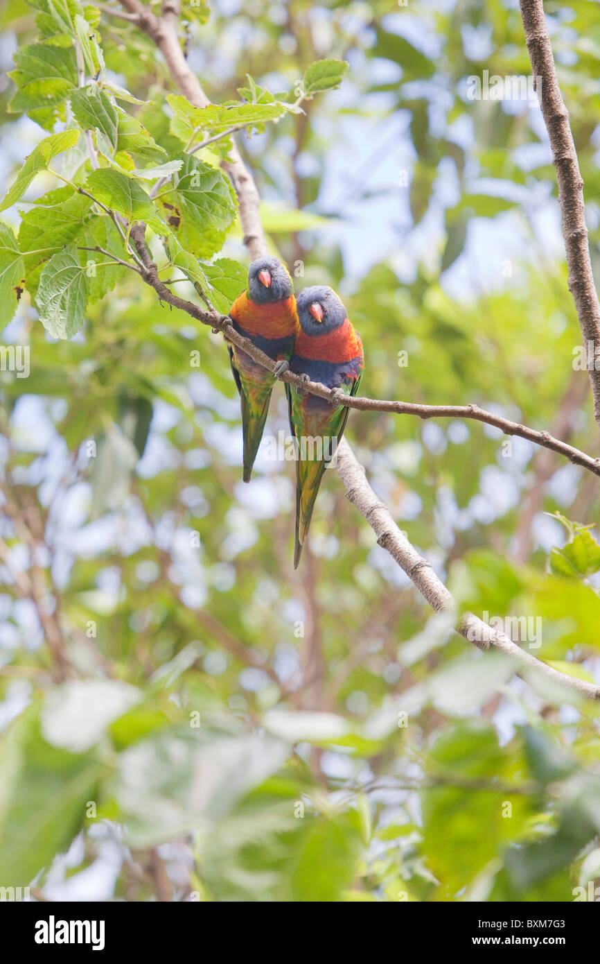 zwei Papageien in einem Baum Stockfoto