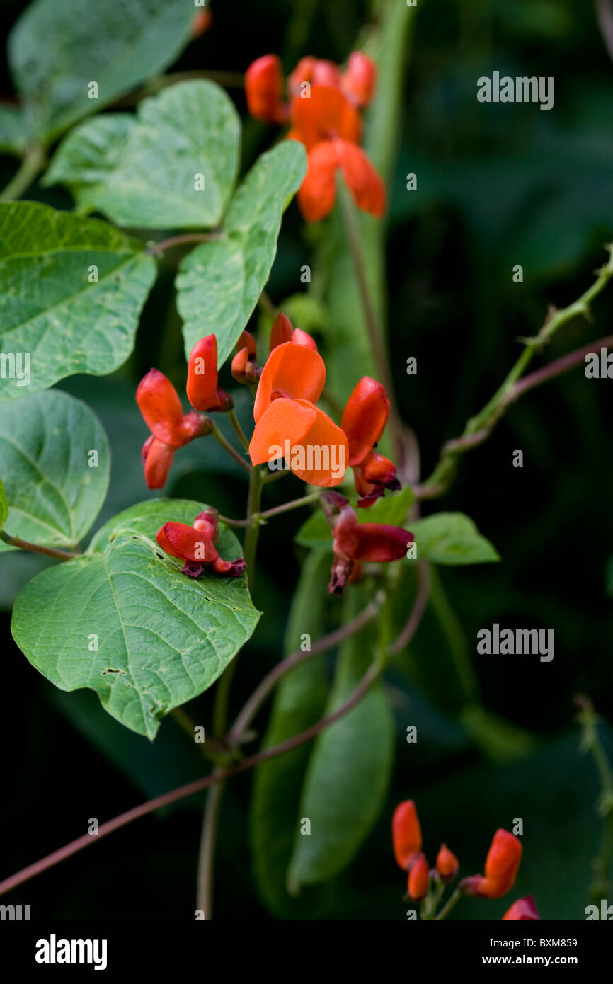 Runner Bean Blumen Stockfoto