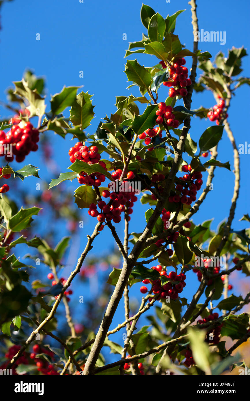 Holly Busch Mit Roten Beeren Stockfotos und bilder Kaufen Alamy