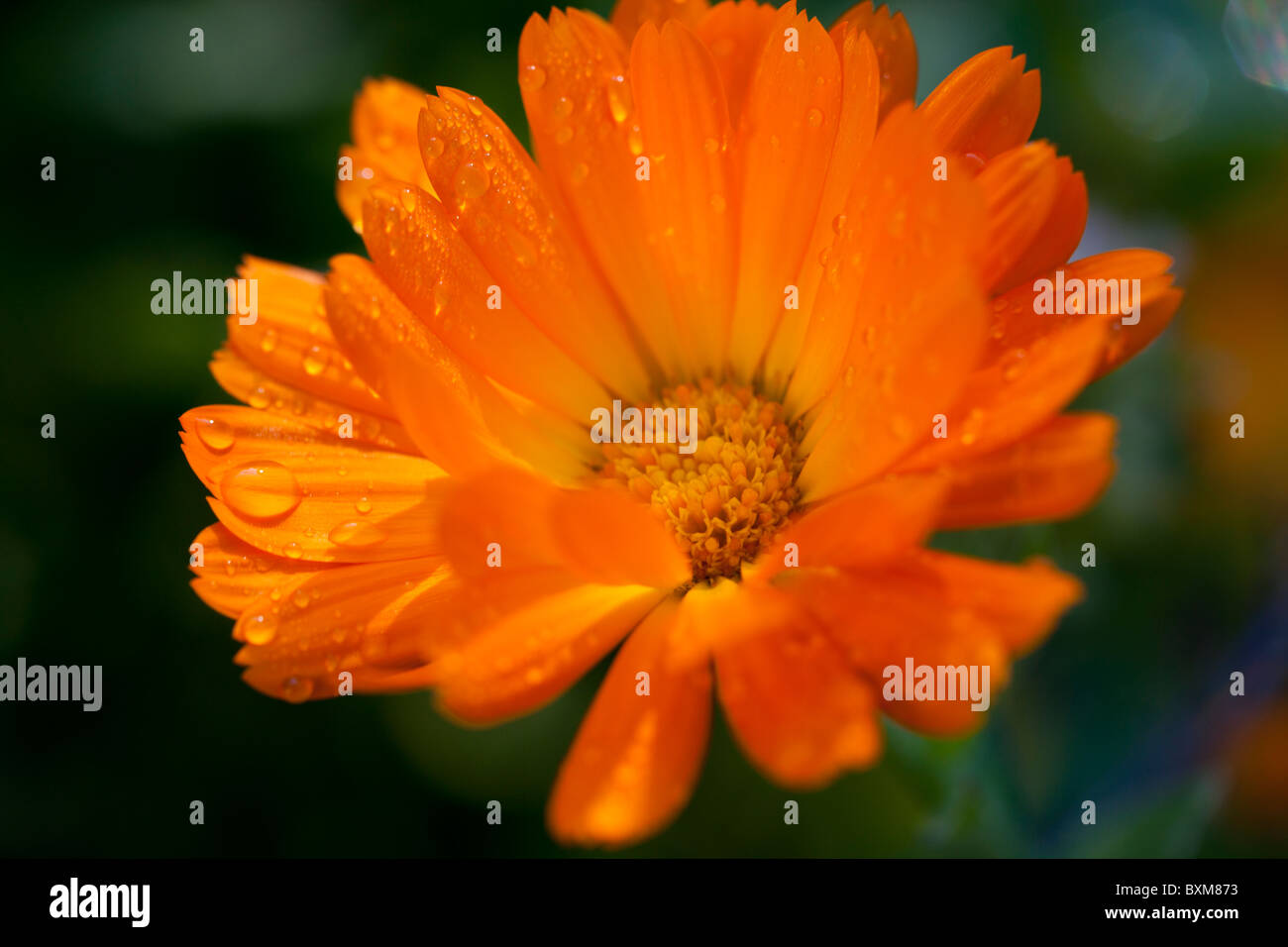 Ringelblume Blume Stockfoto