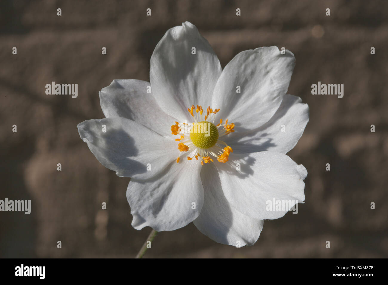 Weiße Blume (Familie der Korbblütler) Stockfoto