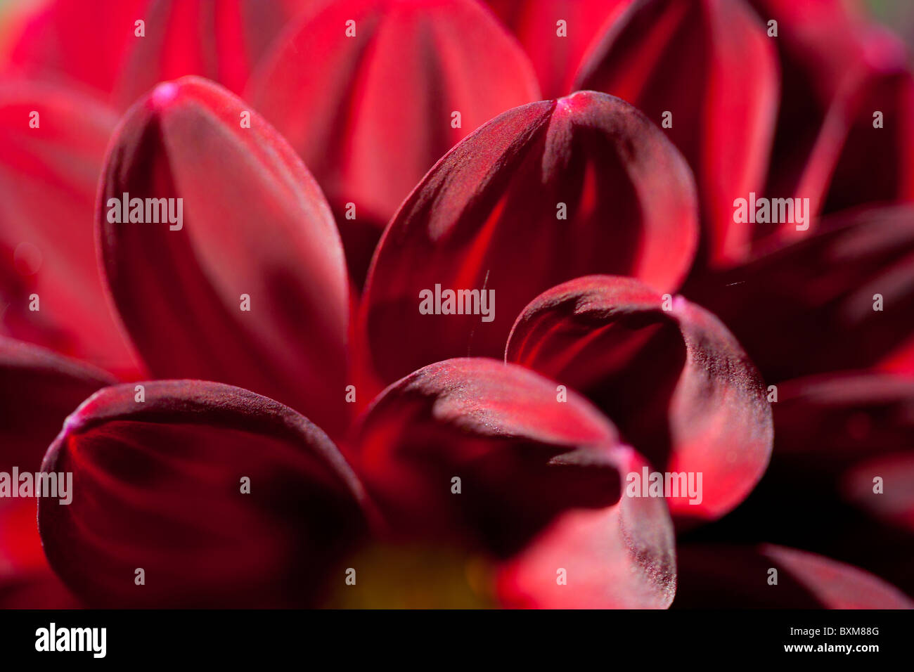 Dahlien-Blüten Stockfoto