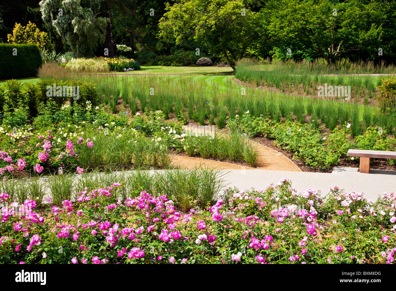 Die neue Rose Garden, eröffnet im Jahr 2010 im Savill Gardens, Bestandteil der königlichen Landschaft, in der Nähe von Windsor, England, UK Stockfoto