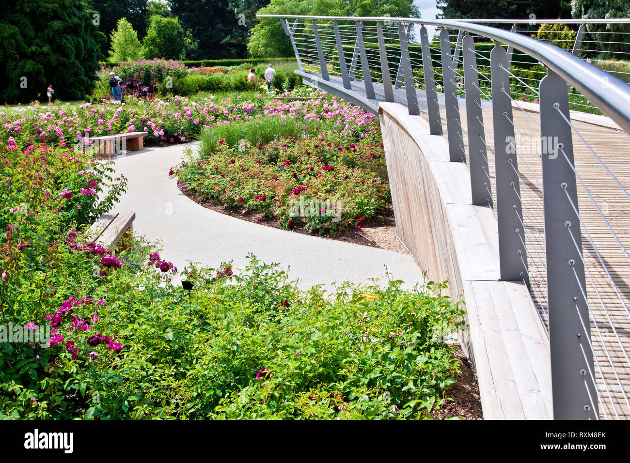 Die neue Rose Garden, eröffnet im Jahr 2010 im Savill Gardens, Bestandteil der königlichen Landschaft, in der Nähe von Windsor, England, UK Stockfoto