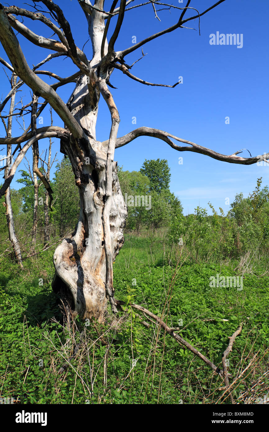 alte hässliche Baum Stockfoto