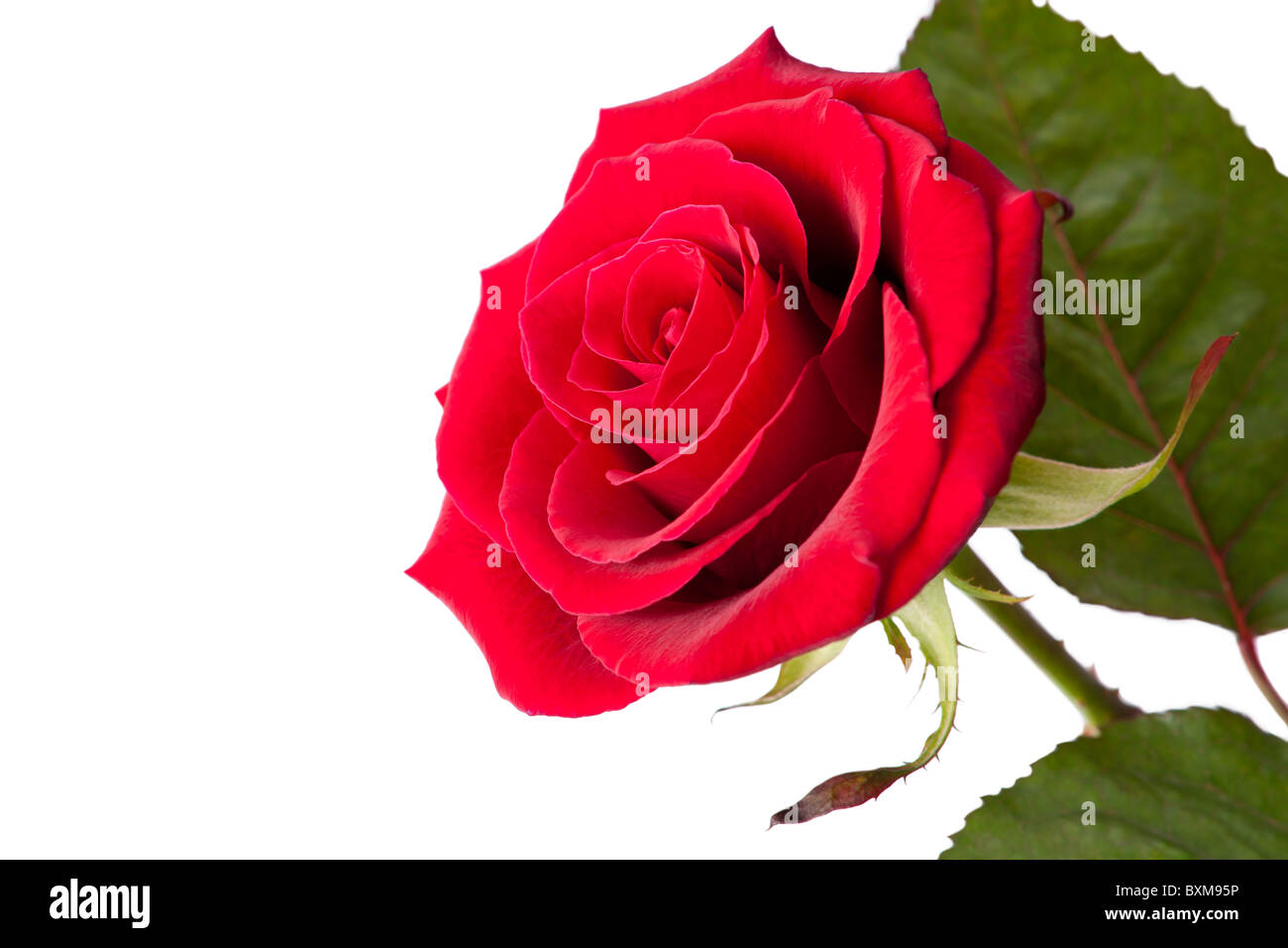 Einzelne rote Rose auf weißem Hintergrund Stockfoto