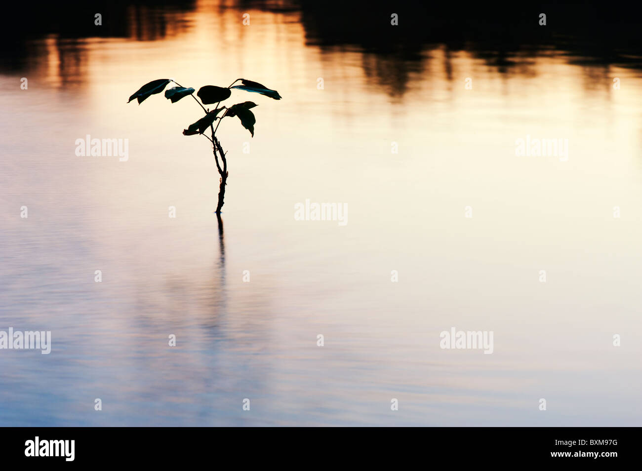 Anlage Silhouette in einem See in Indien Landschaft bei Sonnenaufgang. Andhra Pradesh, Indien Stockfoto