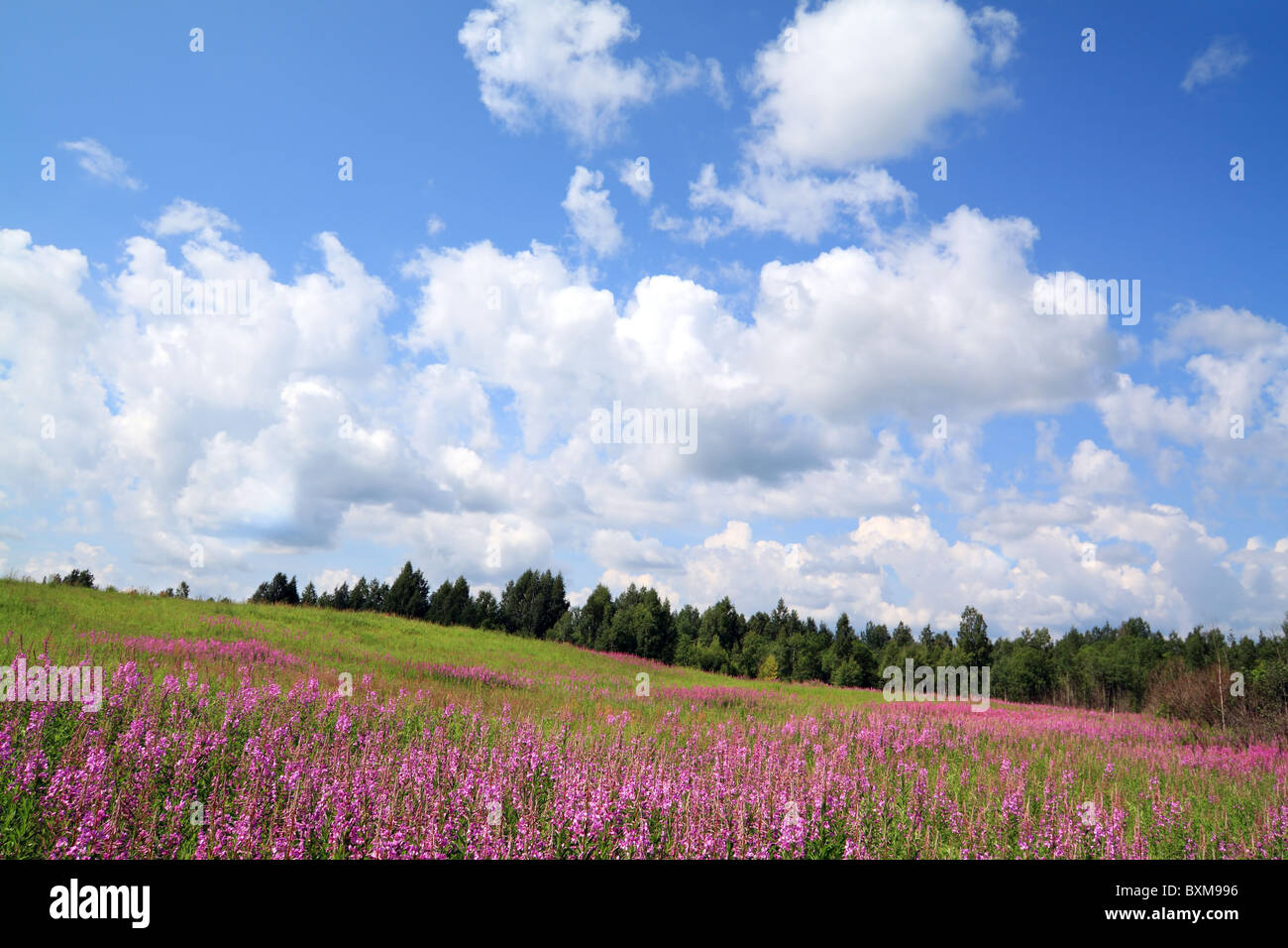 lila Flowerses auf Sommerwiese Stockfoto