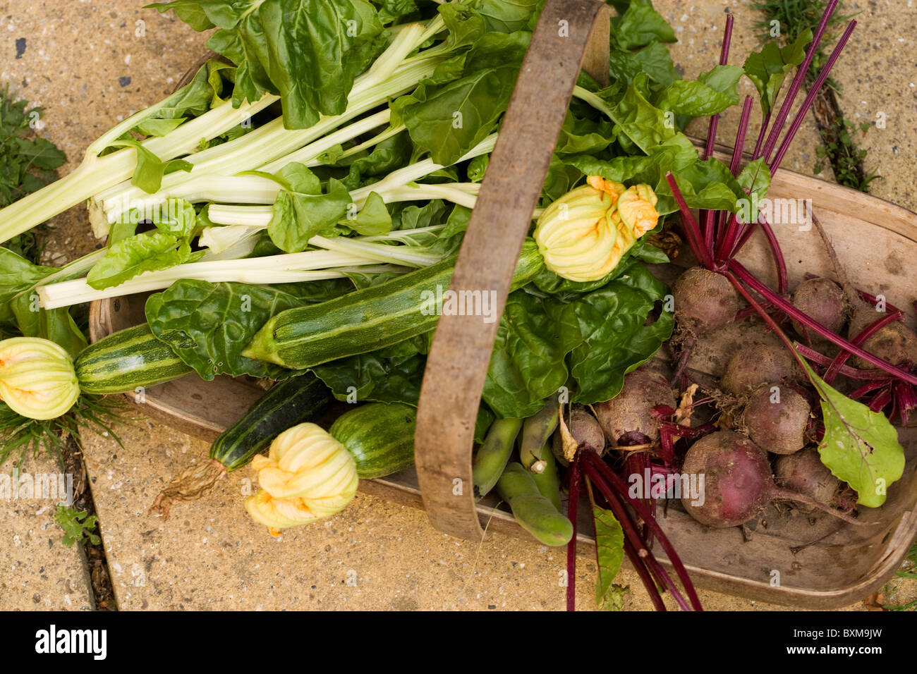Trug der Frischwaren, Zucchini, rote Beete, Spinat, Mangold und Saubohnen Stockfoto