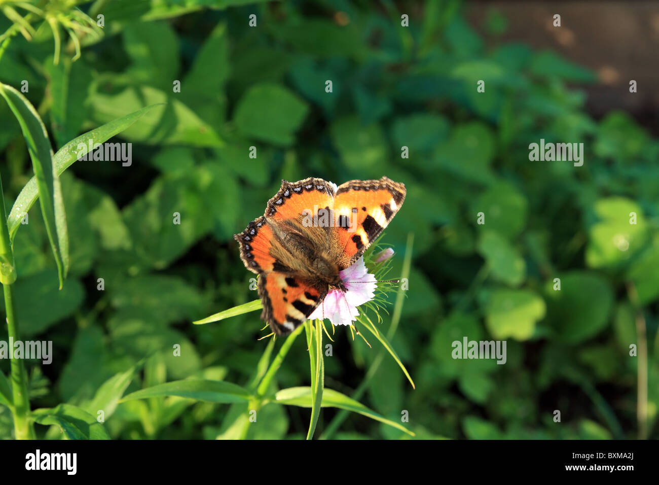 Schmetterling auf Blume Stockfoto