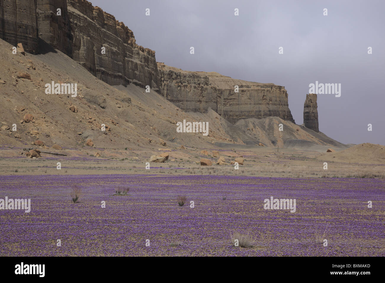 Lila Blumen blühen auf dem Wüstenboden in der Nähe von Caineville, Utah, USA. Stockfoto