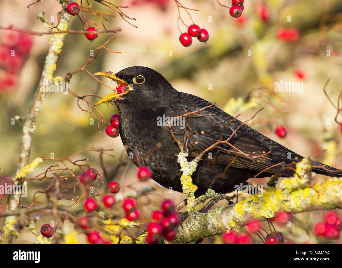 Männliche Amsel (Turdus Merula) Stockfoto