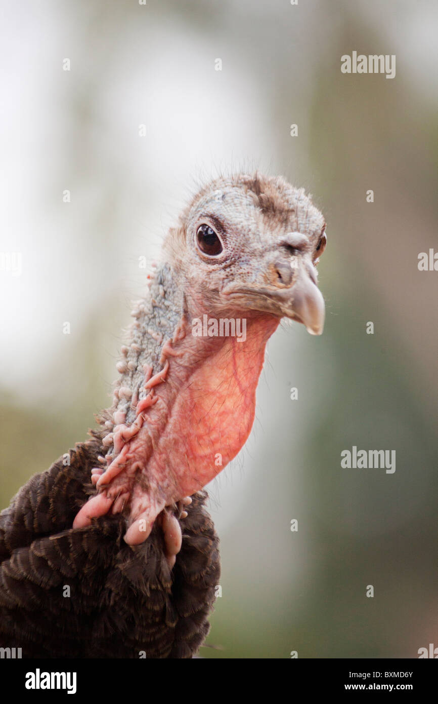 Nahaufnahme des Kopfes der Türkei. Stockfoto