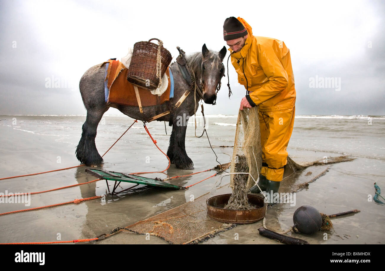 Garnelenfischerin und Tiefgang Pferd (Equus Caballus) mit Schleppnetz-Fischen für Garnelen entlang der Nordseeküste, Oostduinkerke, Belgien Stockfoto
