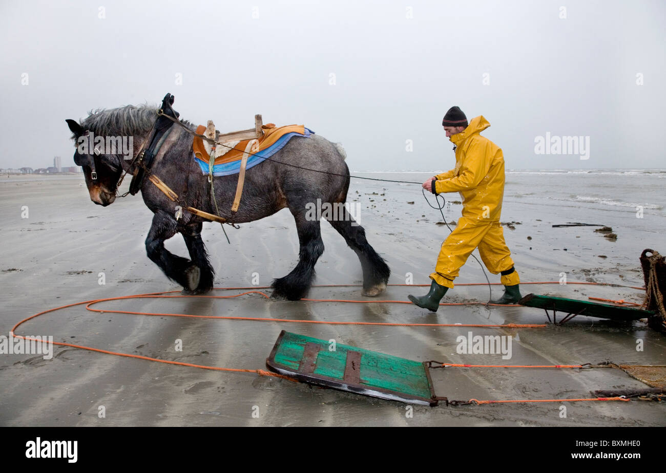 Garnelenfischerin und Tiefgang Pferd (Equus Caballus) mit Schleppnetz-Fischen für Garnelen entlang der Nordseeküste, Oostduinkerke, Belgien Stockfoto