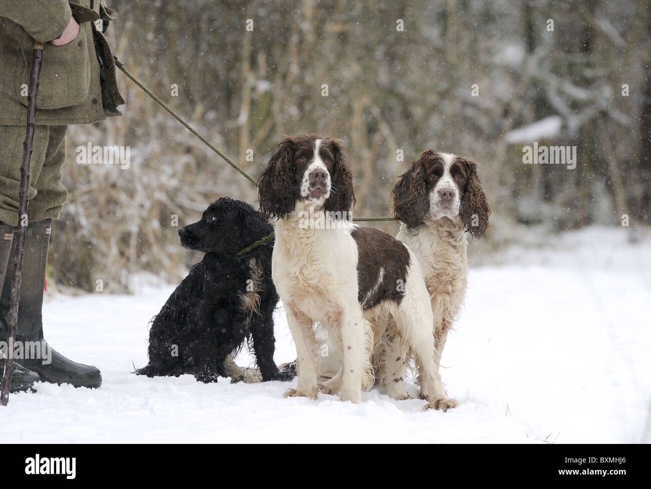 Springer Spaniel, Cocker Spaniel an einem Shooting-Tag Stockfoto