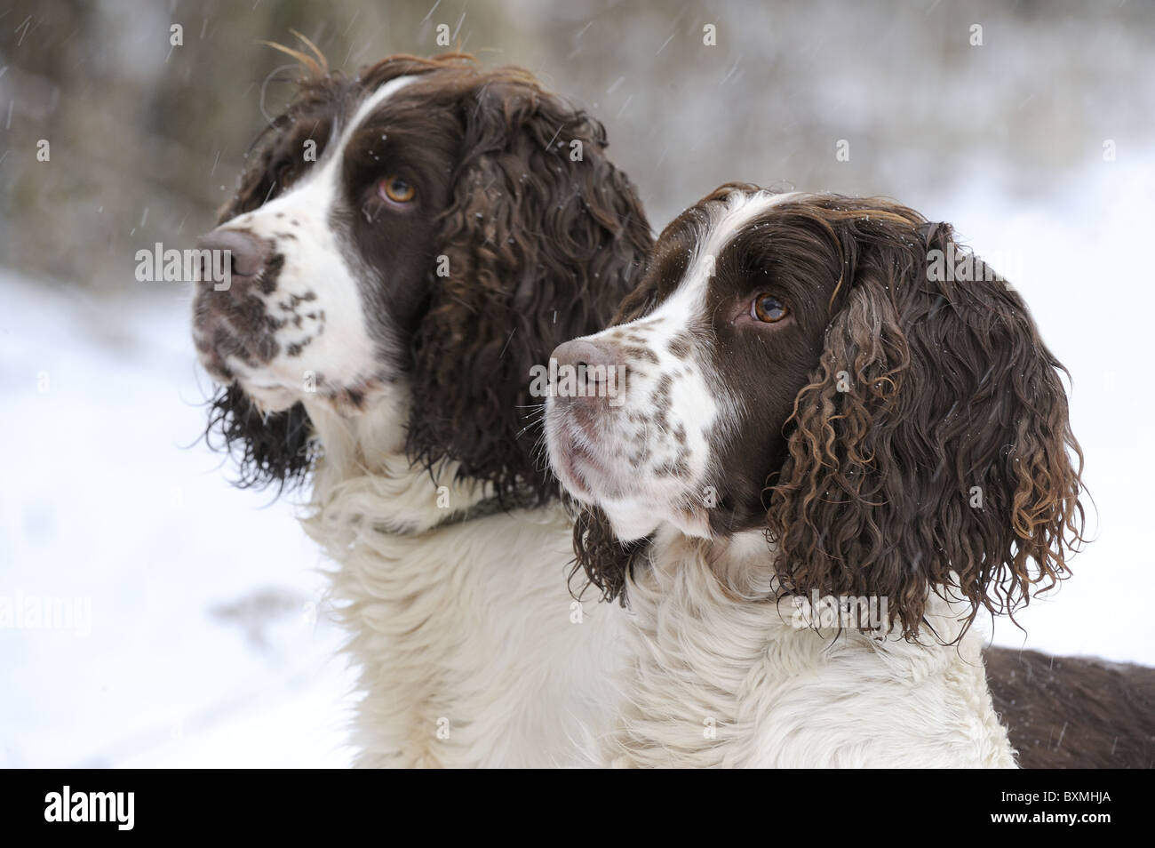 Springer Spaniel, Cocker Spaniel an einem Shooting-Tag Stockfoto