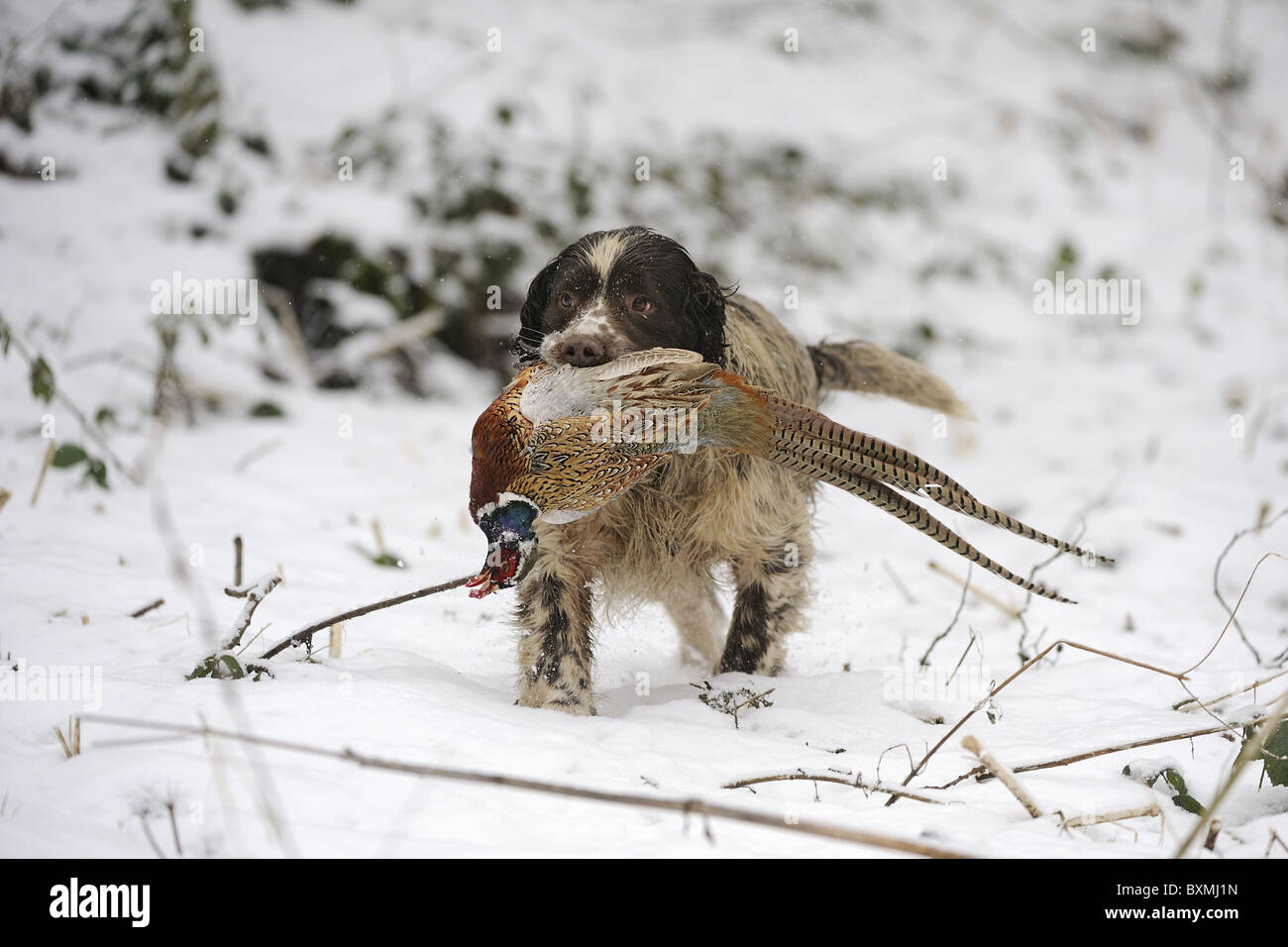 Springer Spaniel Abrufen von Fasan an einem Shooting-Tag Stockfoto