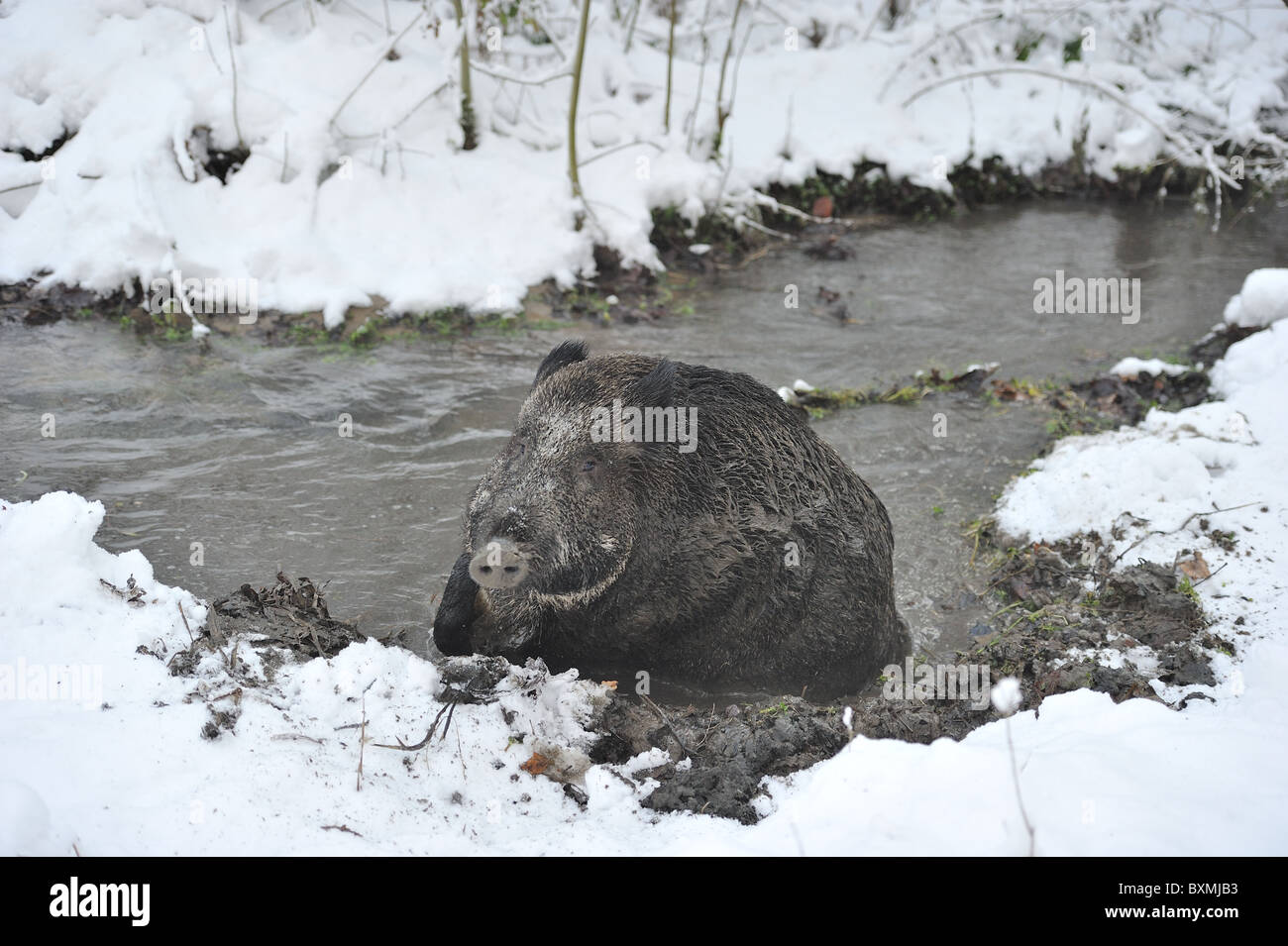 Wildschwein (Sus Scrofa) säen Schlamm-Baden in einem Bach nach Schneesturm - Louvain-La-Neuve - Belgien Stockfoto