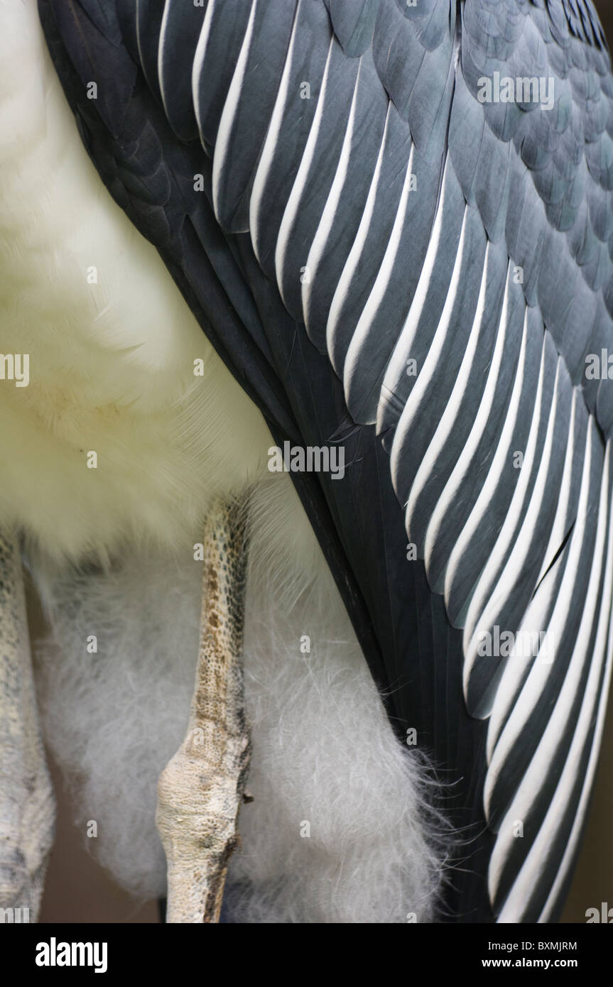Marabou Storch Feather Details Leptoptilos Crumeniferus Welt der Vögel Kapstadt Südafrika gefangen Stockfoto