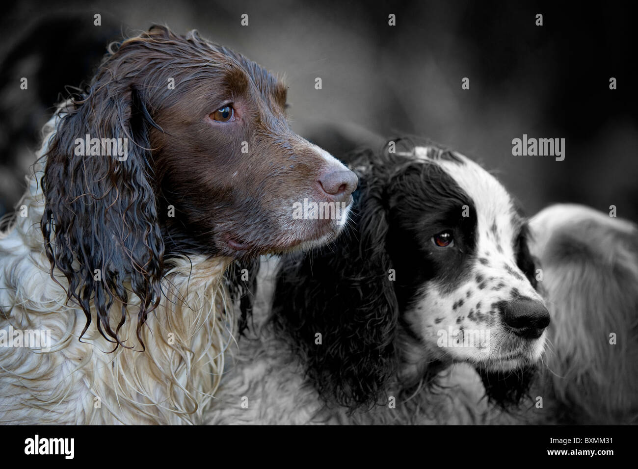 Springer Spaniel Stockfoto