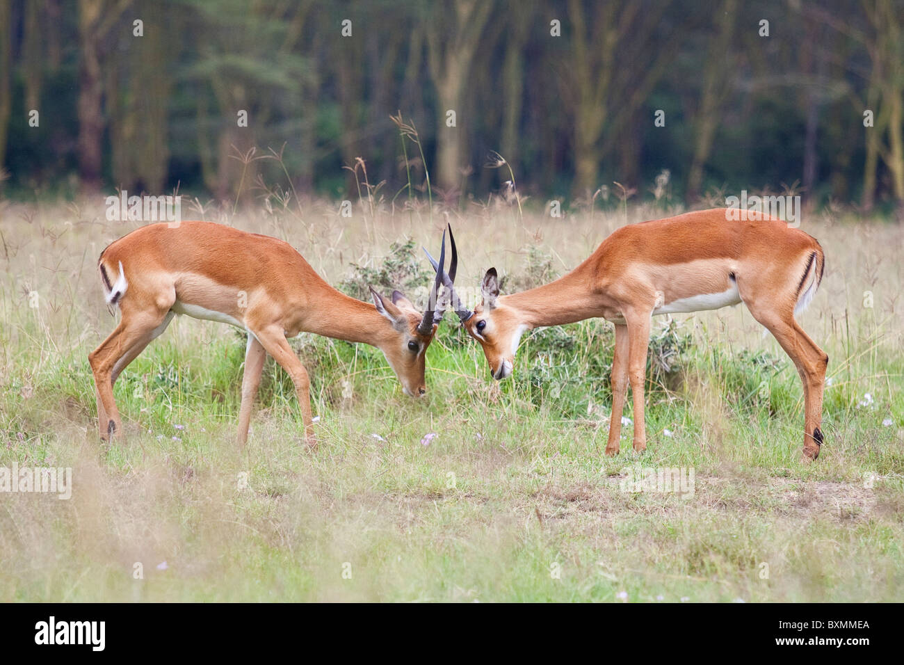 Grant Gazellen (Nanger Granti) butting Hörner, Lake Nakuru, Kenia Stockfoto