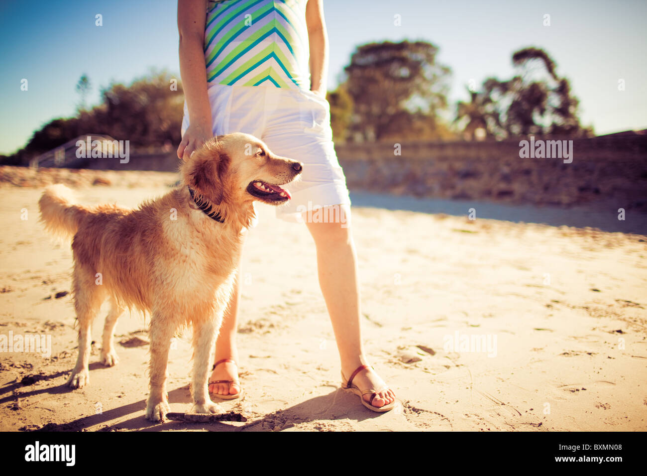 Golden Retriever stehend durch die Beine einer Frau am Strand Stockfoto
