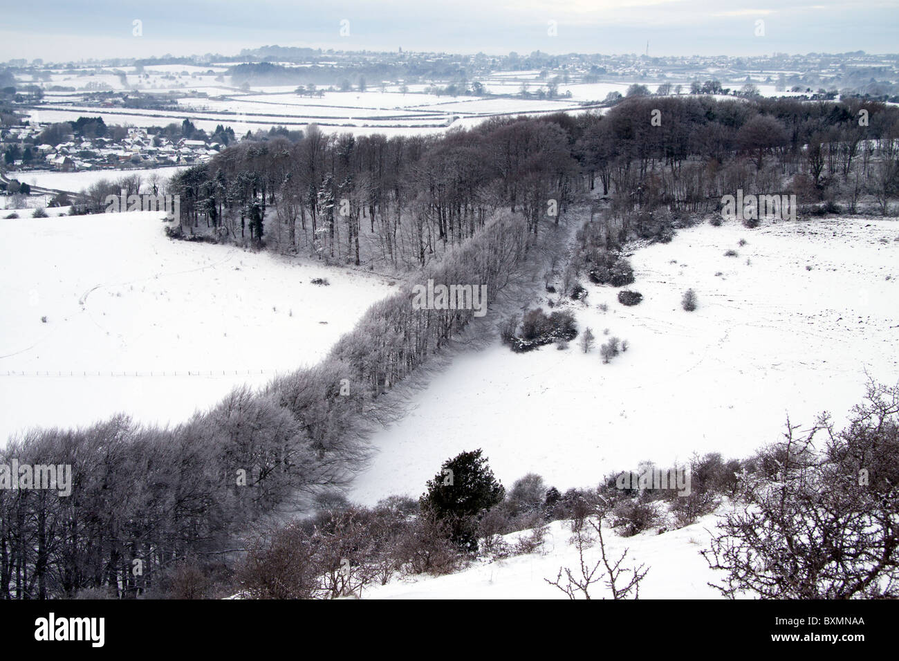 Winter Buche Bäume im Zig Zag Hill auf Charlton, in der Nähe von Shaftesbury in Dorset, England. Stockfoto