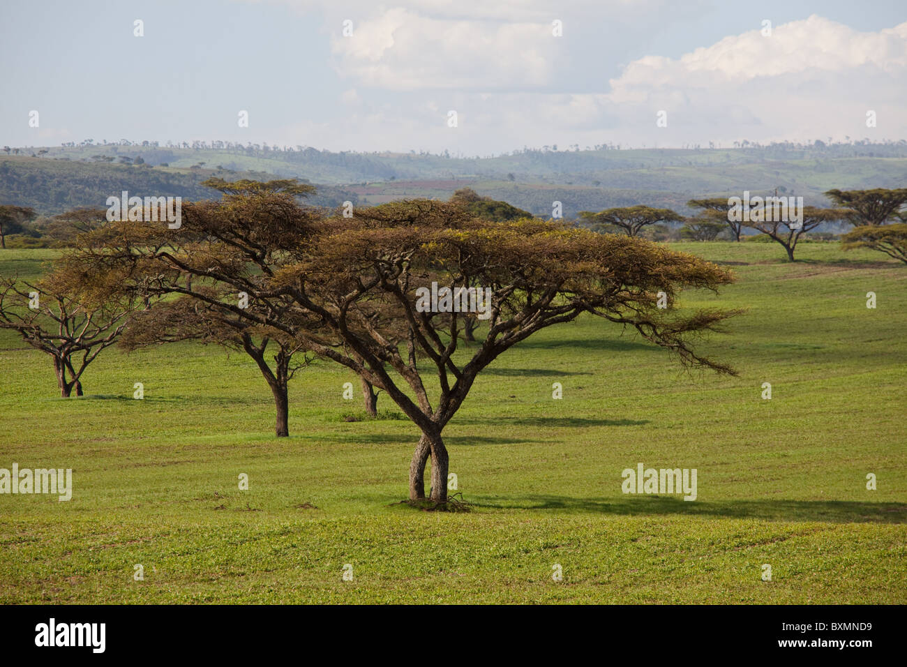 Afrikanische Landschaften. Kenia. Stockfoto