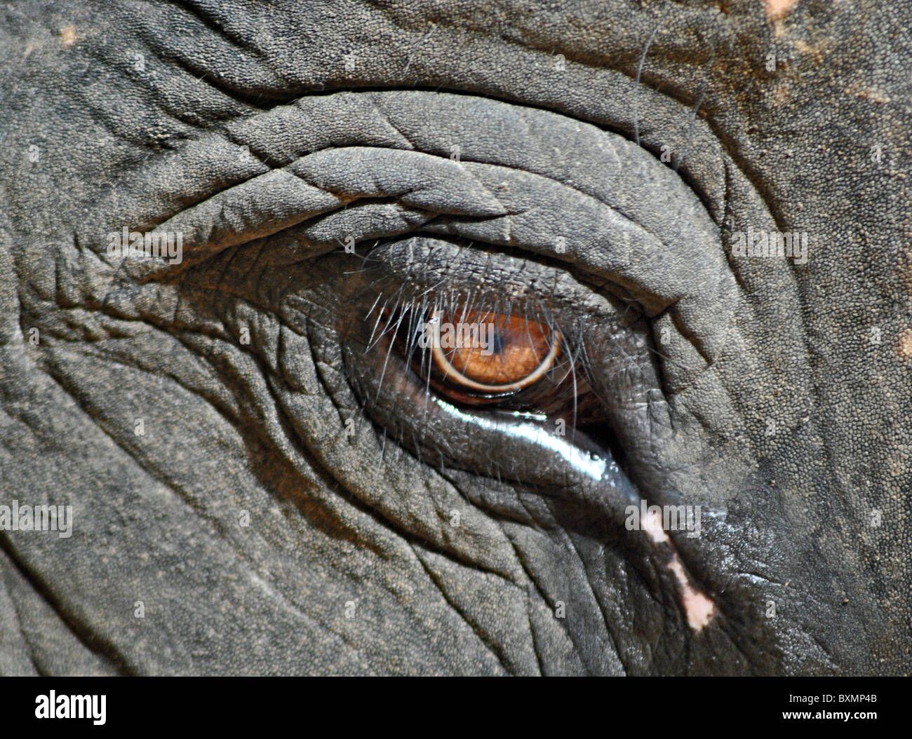 Detail des Elefanten Auge Stockfoto