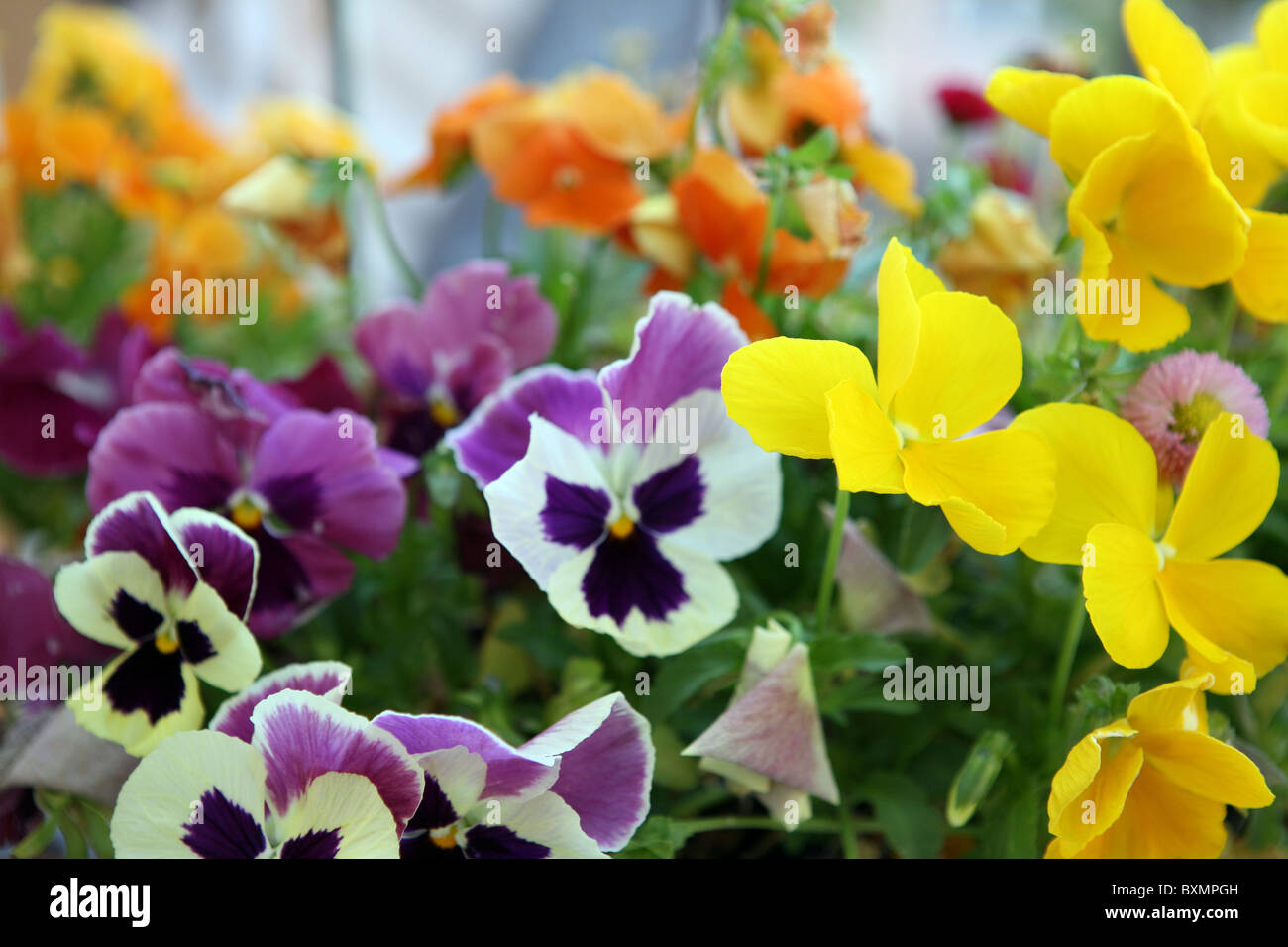 Blumen, Stiefmütterchen Stockfoto