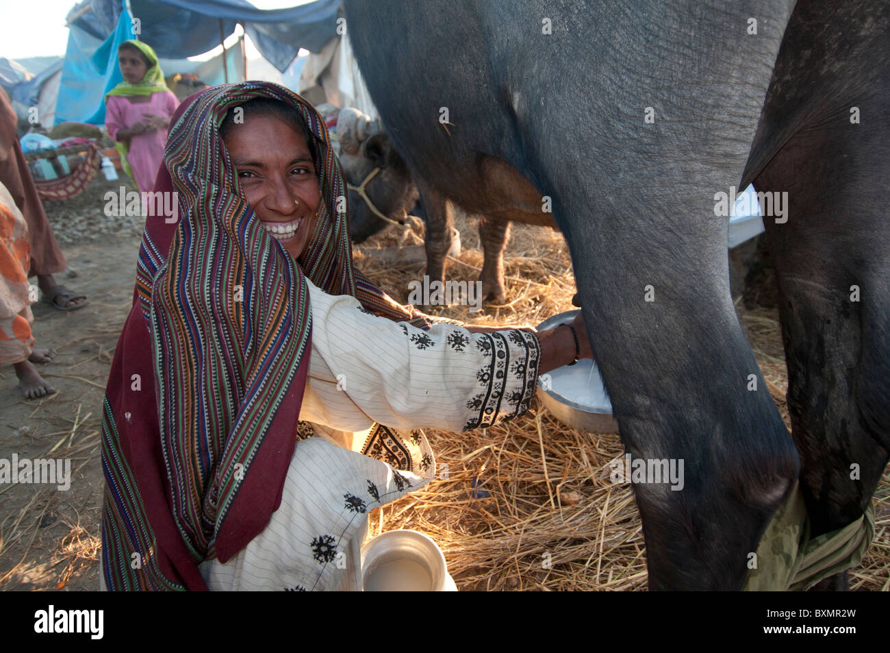 Pakistan Sindh Provinz Shaddat Kot. Nach der Flut. Dezember 2010. Kaima Maqsi, die Familie Kuh zu melken. Sie hat 4 Kinder. Stockfoto