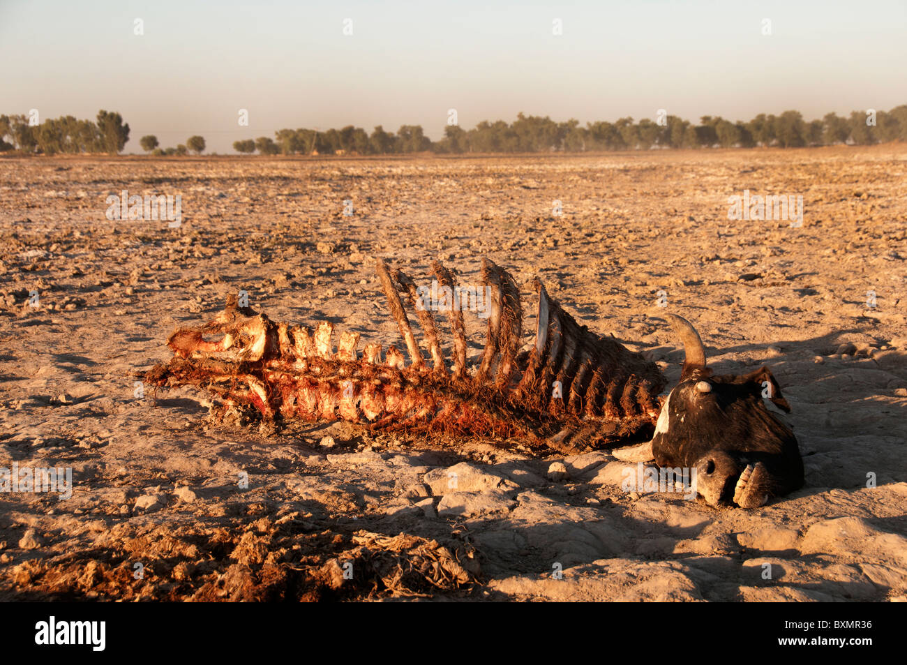 Pakistan Sindh Provinz Shaddat Kot. Nach der Flut. Dezember 2010. Kuh-Karkasse - Tausende Tiere ertrunken. Stockfoto