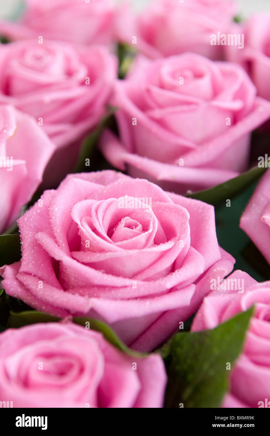 Einige rosa Rosen Stockfoto